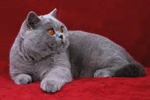 There are several varieties that are almost breeds unto themselves including the himalayan cat. British Shorthair Cat - Brit