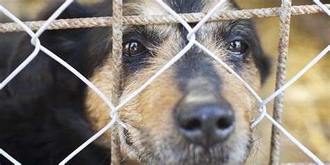Peta Euthanized A Lot Of Animals At Its Shelter In 2014 And No Kill