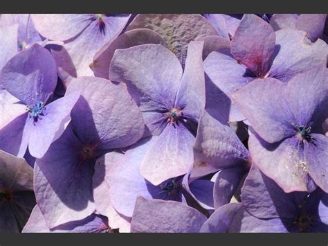 Hydrangea Hortensis Garden Hydrangea Hydrangeaceae Images