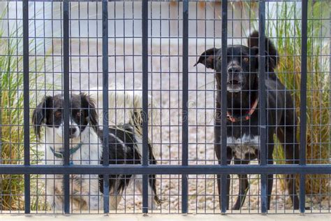 Two Dogs Are Behind Fence With Mesh Stock Image Image Of Black Bark