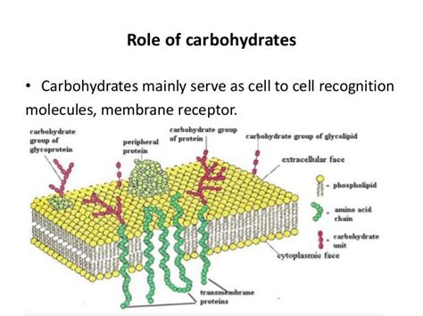 Biological Membrane And Its Chemical Composition