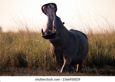 Hippopotamus Amphibius