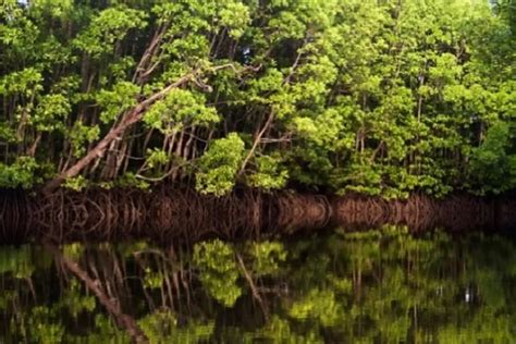 dukung ekonomi hijau ojk dan ijk tanam 20 ribu mangrove di bali jateng network