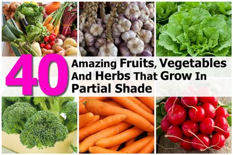 40 Amazing Fruits Vegetables And Herbs That Grow In Partial Shade