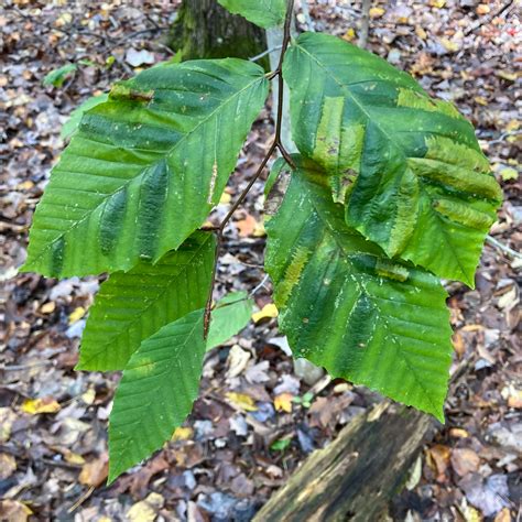 Beech Leaf Disease Is Ravaging North American Trees Science Aaas