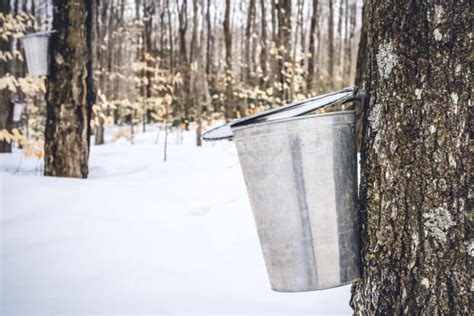 5 Ways To Eat Maple Syrup Straight From The Tree Tree Journey