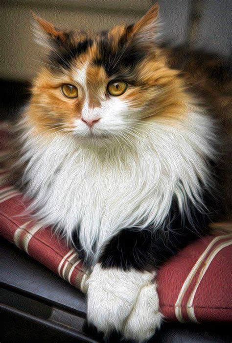 Long Haired Calico Cat Kitties Pinterest