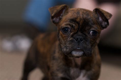 Also called a template library or templater, ie. The Frug | View On Black This is a French Bulldog + Pug ...