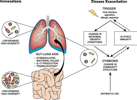 The Lung Microbiome Immunity And The Pathogenesis Of Chronic Lung