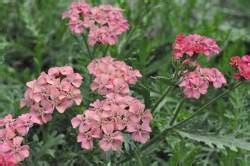 Maybe you would like to learn more about one of these? ACHILLEA Tutti Frutti Apricot Delight PP18738 | Millcreek ...