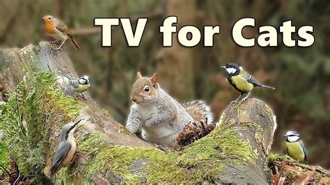 Cat Tv Videos ~ Birds And Squirrels For Cats To Watch Forest Extravaganza ⭐ 8 Hours ⭐ Youtube
