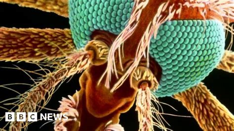 Malaria 700 Million Cases Stopped In Africa Bbc News
