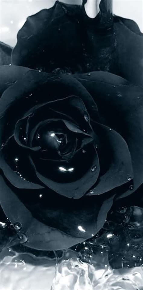 Download Black Rose Wallpaper By Savanna 7676 Free On Zedge™ Now