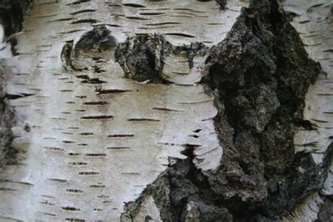 Problems With Silver Birch Trees Hunker