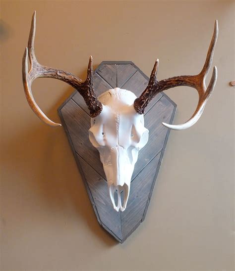 Weathered Grey Harvest Plaques Shown With European Skull Mount Skull