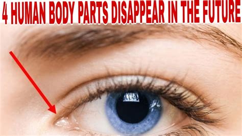 The uppermost part of the body, containing the brain and the eyes, ears, nose, mouth, and jaws. 4 Body Parts disappear in the future | what are the parts ...