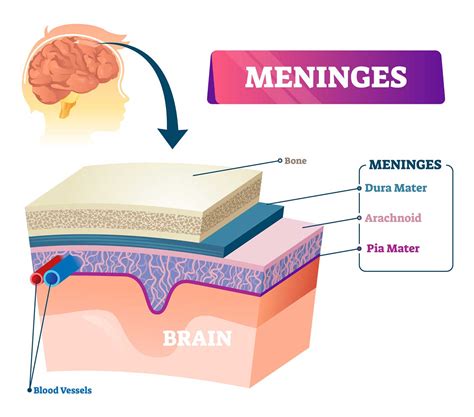 Brain Anatomy And How The Brain Works Johns Hopkins Medicine