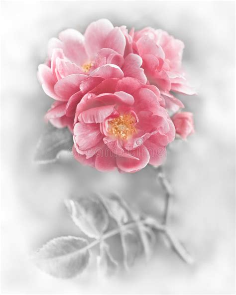 Abstract Romantic Pink Roses Flowers Stock Image Image Of Decor