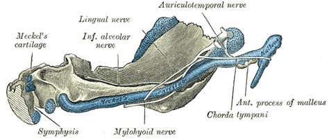 Anatomy Head And Neck Auriculotemporal Nerve Statpearls Ncbi