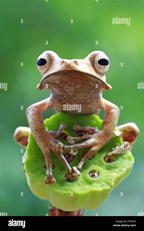 Close Up Portrait Of An Eared Tree Frog Indonesia Stock Photo Alamy