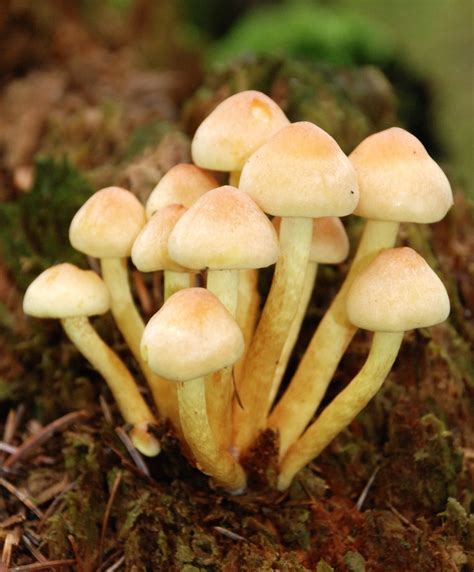 Forestry Learning Fungi Definition Fungi Are Organisms That Lack