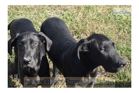 Great danes can live in an apartment with enough daily exercise but do best with a large yard. Black Ma B: Great Dane puppy for sale near Springfield ...