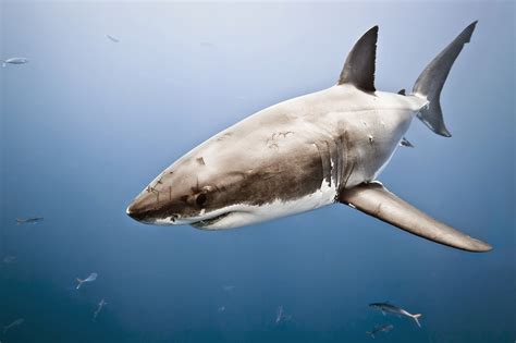 Tiburón Las Mejores Fotografías Del Mundo