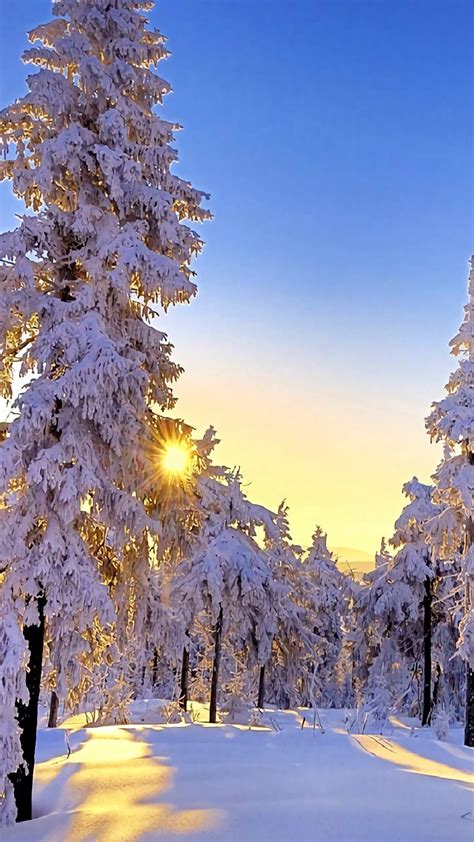 Winter Winter Scenes Forest Pictures Beautiful Pictures