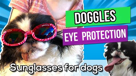 Doggles Sunglasses For Dogs Eye Protection For Lexi Youtube