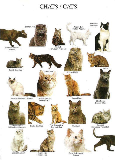 All Cat Breeds Chart Rtkrockytopkid