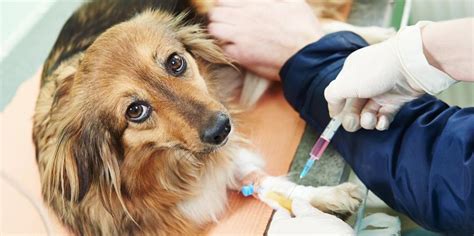 Pet Dermatologists Explain Can Dogs Get Skin Cancer Veterinary