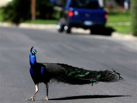 Peacocks Take Over San Antonio Neighborhood Near The Medical Center