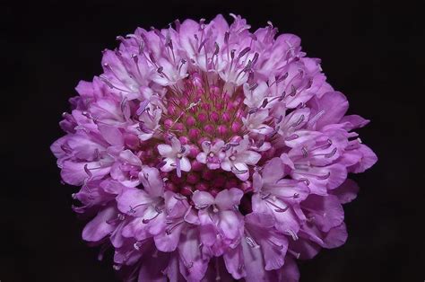 Slideshow 751 14 Purple Scabiosa Flower In Tamu Holistic Garden Inm
