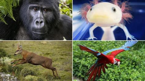 Animales En Peligro De Extinción Las 20 Especies Más Emblemáticas Que