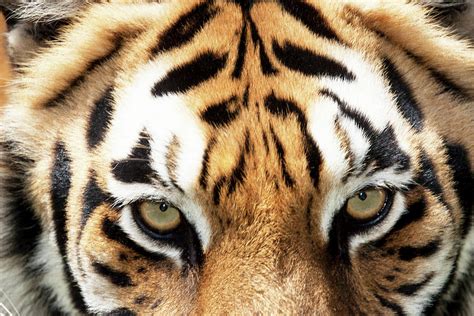 Close Up Of Bengal Tiger Eyes Photograph By Piperanne Worcester Fine Art America