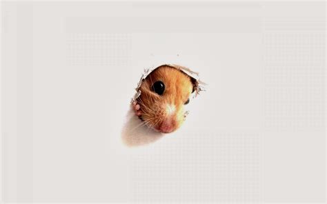 Free Download Hamster Wallpapers Hd Beautiful Wallpapers Collection