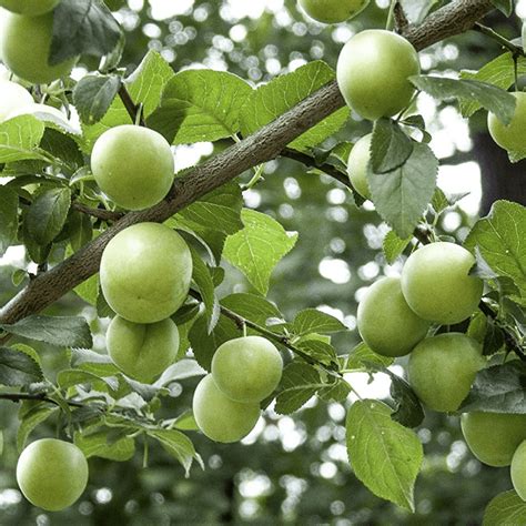 Best Fruit Trees To Grow In Cape Town Fruit Trees
