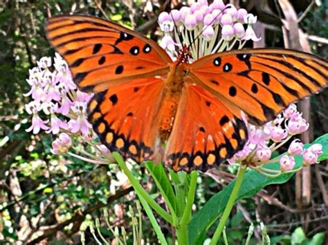 Most fully grown butterflies extract and eat nectar from flowers by using their tongue as a straw, while a smaller. What Kind Of Flowers Do Butterflies Like? And How To ...