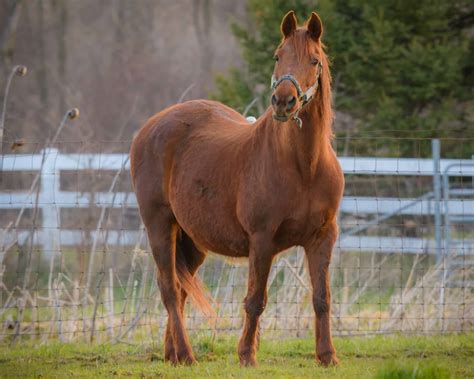 The 7 Most Popular Horse Breeds And Why We Love Them