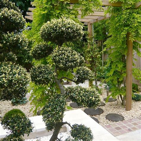 Cloud pruned box at national trust lytes cary, somerset. Japanese cloud pruned topiary | Garden design, Cloud ...