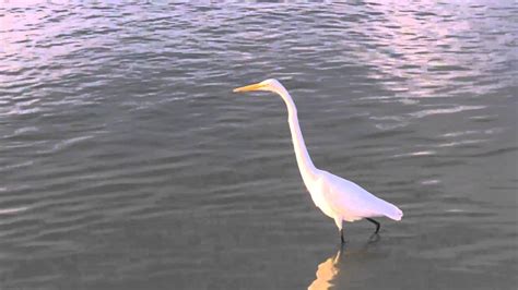 Great White Heron At Lovers Key State Park Youtube