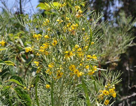 Journal of the adelaide botanic gardens. Senna artemisioides