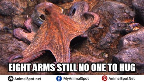 View Cute Octopus Memes Knotaresz