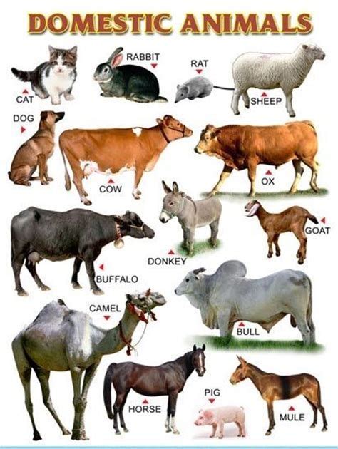 Easy Learning Animals Chart Domestic Animals Names In 2020