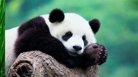 Unesco World Heritage In China Sichuan Giant Panda Sanctuaries Youtube