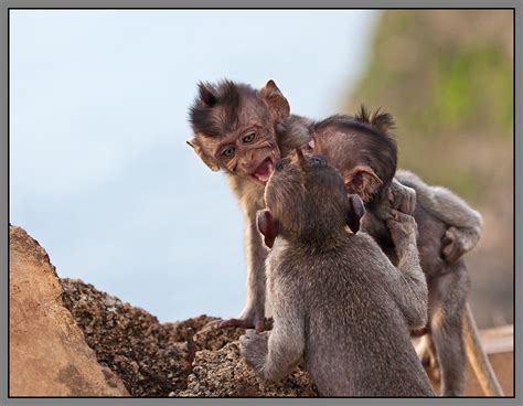 Free Image Bank Fotografías De Changos Monos Simios Y Primates