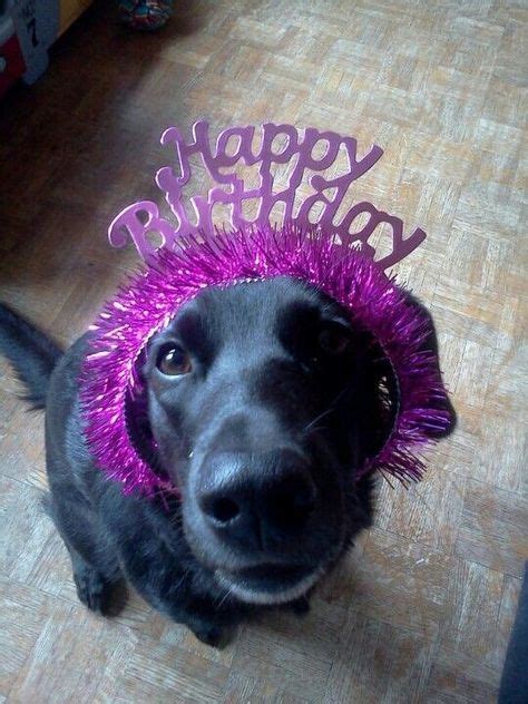 Pin By Judy Quinn On Birthday Greetings Happy Birthday Labrador