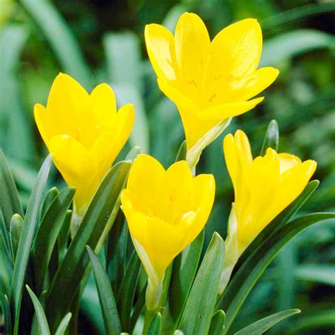 They flower is made up of many tiny flowers that grow on a stalk in a cylinder. Sternbergia Bulbs - lutea
