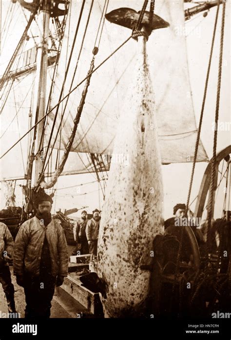 Whaling Ship In The Arctic With Whale Ready For Skinning Victorian