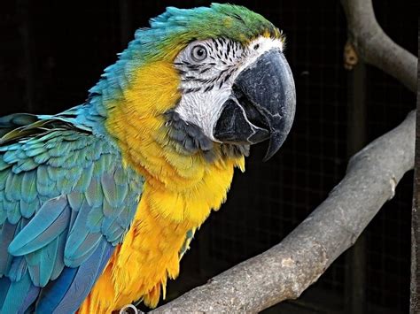 19 Types Of Macaws A Comprehensive List With Photos Parrot Website
